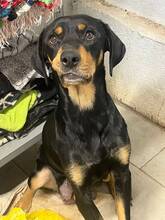 LAIKA, Hund, Mischlingshund in Spanien - Bild 3