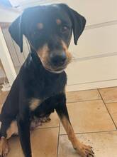 LAIKA, Katze, Mischlingshund in Spanien - Bild 4