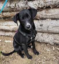 BRANDON, Hund, Mischlingshund in Soltau - Bild 14