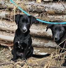 BRANDON, Hund, Mischlingshund in Soltau - Bild 17