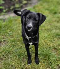 BRANDON, Hund, Mischlingshund in Soltau - Bild 2