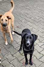 BRANDON, Hund, Mischlingshund in Soltau - Bild 29