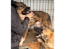 MAC, Hund, Mischlingshund in Rumänien - Bild 8