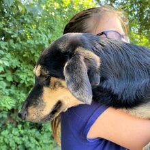 TAS, Hund, Labrador-Deutscher Schäferhund-Mix in Ungarn - Bild 5