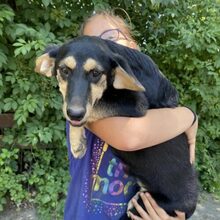 TAS, Hund, Labrador-Deutscher Schäferhund-Mix in Ungarn - Bild 6