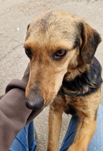 TÖHÖTÖM, Hund, Labrador-Deutscher Schäferhund-Mix in Ungarn - Bild 10