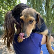 TÖHÖTÖM, Hund, Labrador-Deutscher Schäferhund-Mix in Ungarn - Bild 2