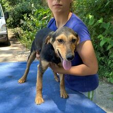 TÖHÖTÖM, Hund, Labrador-Deutscher Schäferhund-Mix in Ungarn - Bild 3