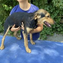 TÖHÖTÖM, Hund, Labrador-Deutscher Schäferhund-Mix in Ungarn - Bild 4