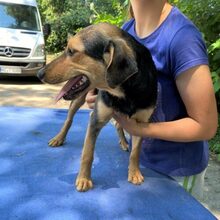 TÖHÖTÖM, Hund, Labrador-Deutscher Schäferhund-Mix in Ungarn - Bild 5