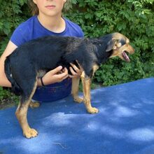 TÖHÖTÖM, Hund, Labrador-Deutscher Schäferhund-Mix in Ungarn - Bild 6