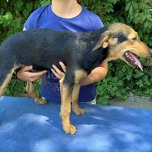 TÖHÖTÖM, Hund, Labrador-Deutscher Schäferhund-Mix in Ungarn - Bild 7