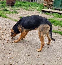 TÖHÖTÖM, Hund, Labrador-Deutscher Schäferhund-Mix in Ungarn - Bild 8