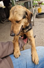 TÖHÖTÖM, Hund, Labrador-Deutscher Schäferhund-Mix in Ungarn - Bild 9