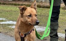 JOLA, Hund, Mischlingshund in Rennertshofen - Bild 1