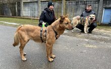 JOLA, Hund, Mischlingshund in Rennertshofen - Bild 2