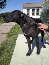 TOMI, Hund, Labrador-Mix in Ungarn - Bild 7