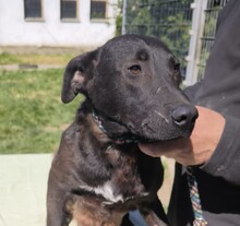 TOMI, Hund, Labrador-Mix in Ungarn - Bild 9