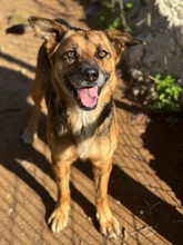 ALISON, Hund, Deutscher Schäferhund-Mix in Spanien - Bild 1