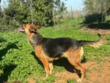 ALISON, Hund, Deutscher Schäferhund-Mix in Spanien - Bild 3