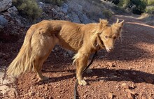 DIDI, Hund, Mischlingshund in Griechenland - Bild 1