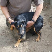 TOMPI, Hund, Pinscher-Foxterrier-Mix in Ungarn - Bild 2