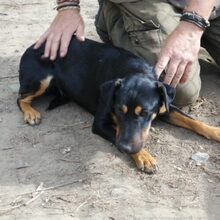 TOMPI, Hund, Pinscher-Foxterrier-Mix in Ungarn - Bild 3