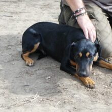 TOMPI, Hund, Pinscher-Foxterrier-Mix in Ungarn - Bild 4