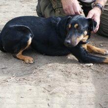 TOMPI, Hund, Pinscher-Foxterrier-Mix in Ungarn - Bild 5