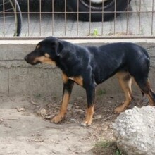 TOMPI, Hund, Pinscher-Foxterrier-Mix in Ungarn - Bild 6