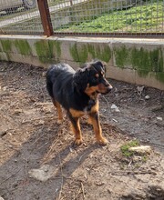 VIKI, Hund, Langhaardackel-Mix in Ungarn - Bild 2