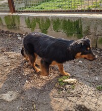 VIKI, Hund, Langhaardackel-Mix in Ungarn - Bild 3