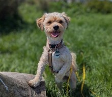FLOCKI, Hund, Mischlingshund in Wien - Bild 1