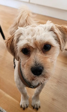 FLOCKI, Hund, Mischlingshund in Wien - Bild 10