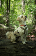 FLOCKI, Hund, Mischlingshund in Wien - Bild 11