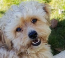 FLOCKI, Hund, Mischlingshund in Wien - Bild 2