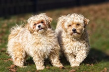 FLOCKI, Hund, Mischlingshund in Wien - Bild 3