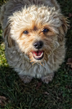FLOCKI, Hund, Mischlingshund in Wien - Bild 4