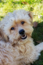 FLOCKI, Hund, Mischlingshund in Wien - Bild 5