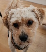 FLOCKI, Hund, Mischlingshund in Wien - Bild 7