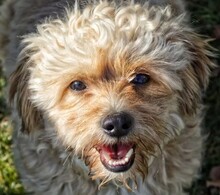 FLOCKI, Hund, Mischlingshund in Wien - Bild 8