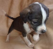 GARCIO, Hund, Mischlingshund in Bulgarien - Bild 10