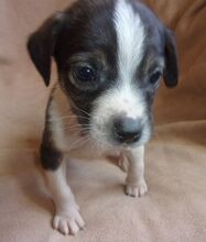 GARCIO, Hund, Mischlingshund in Bulgarien - Bild 11