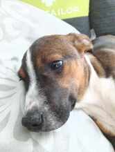 GARCIO, Hund, Mischlingshund in Bulgarien - Bild 2