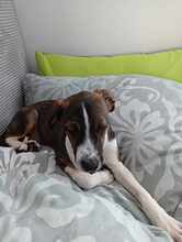 GARCIO, Hund, Mischlingshund in Bulgarien - Bild 3