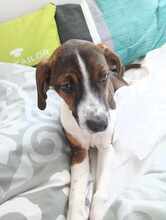 GARCIO, Hund, Mischlingshund in Bulgarien - Bild 4