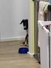 GARCIO, Hund, Mischlingshund in Bulgarien - Bild 5