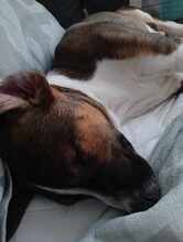 GARCIO, Hund, Mischlingshund in Bulgarien - Bild 6