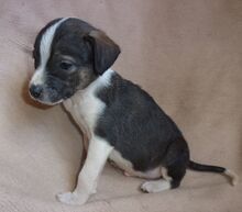 GARCIO, Hund, Mischlingshund in Bulgarien - Bild 8