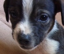 GARCIO, Hund, Mischlingshund in Bulgarien - Bild 9